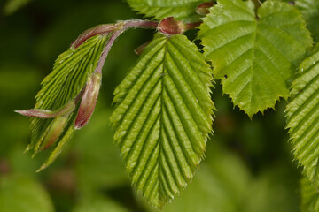 Developing beech leaves