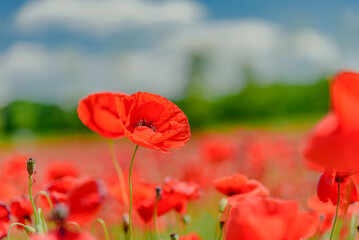 Meadow of red poppies in tuscany