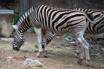 Fototapeta na wymiar Common zebra Equus burchellii Equus burchellii antiquorum at Philadelphia Zoo
