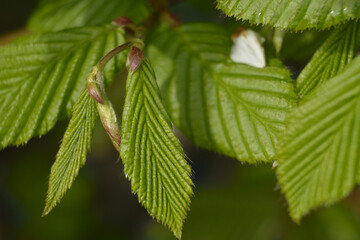 Developing beech leaves