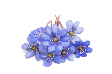 Naklejka na ściany i meble Hepatica Nobilis - first Spring blue flower
