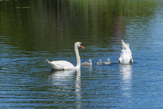 Family of swans in a pond