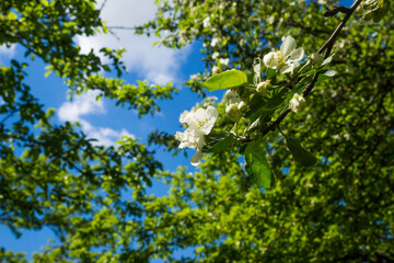 White flowers of apple trees spring landscape