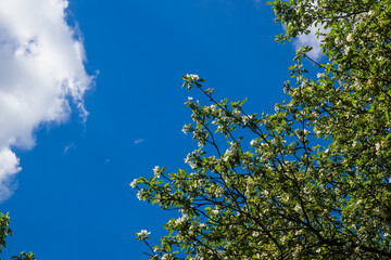 apple flowers over blue sky
