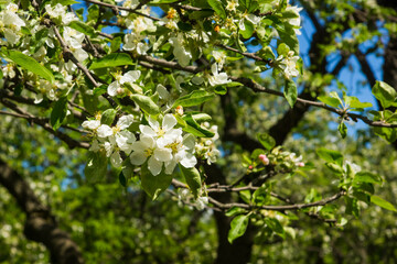 White flowers of apple trees spring landscape