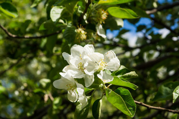 White flowers of apple trees spring landscape