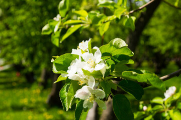 White flowers of apple trees spring landscape