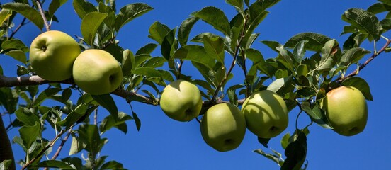 Yellow apples from Tirano, Valtellina, Lombardy Italy Europe