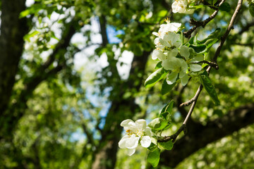 White flowers of apple trees spring landscape