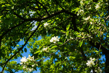 Fototapeta na wymiar White flowers of apple trees spring landscape