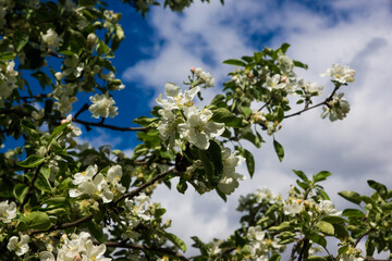 apple flowers over blue sky