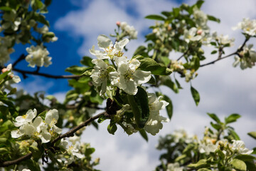 apple flowers over blue sky