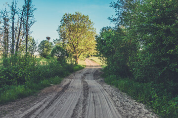 Road in the forest early spring morning