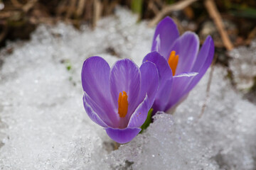  Crocus are one of the brightest and earliest spring blooming flowers. Lombardy Italy Europe