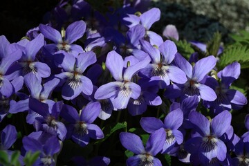 Viola is a genus of flowering plants in the violet family Violaceae. Lombardy Italy Europe