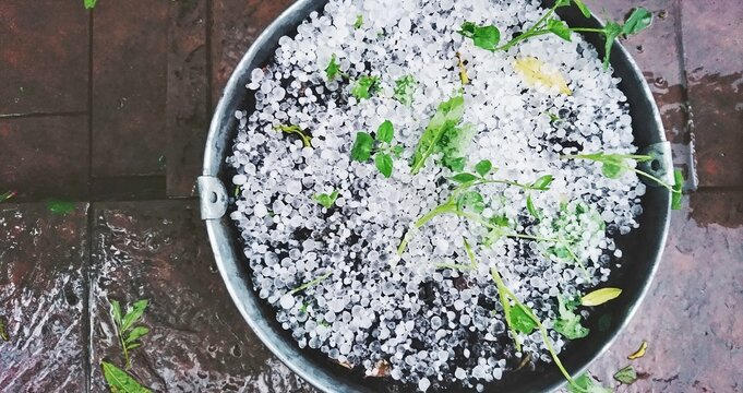 Destroyed Plant After Hail Storm