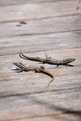 Put your paws in the air - lizards raising their feet from the hot wooden boards