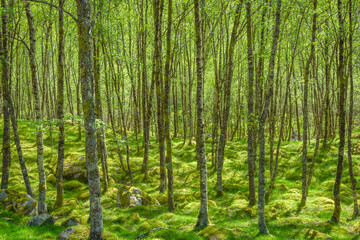 Sunlight in lush green forest in summer