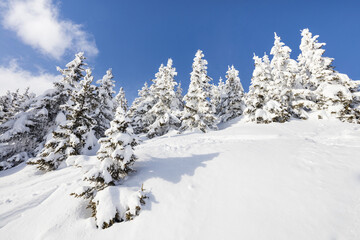 Blue sky frames the snowy woods on a sunny winter day Bettmeralp district of Raron canton of Valais Switzerland Europe