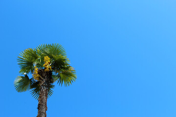 Obraz premium Palm tree against clear blue sky