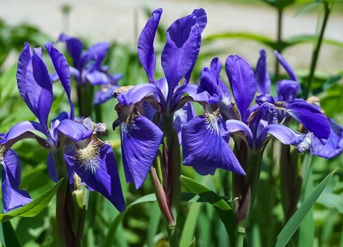 An up close view of a garden of purple Irises in full bloom