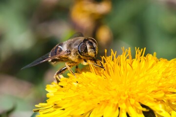 A bee sucking nectar from a dendelion. Lombardy Italy Europe