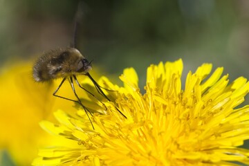 Large Bee Fly (Bombylius Major) sucking nectar from a dandelion. Lombardy Italy Europe