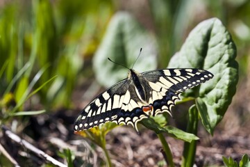 An Old World Swallowtail lying on a leaf. Lombardy Italy Europe