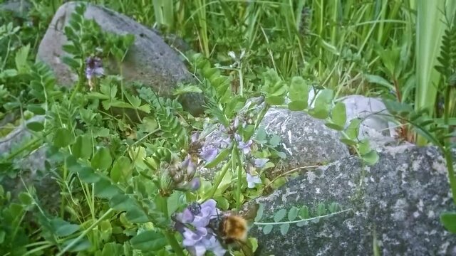 honey bee collecting nectar slow motion