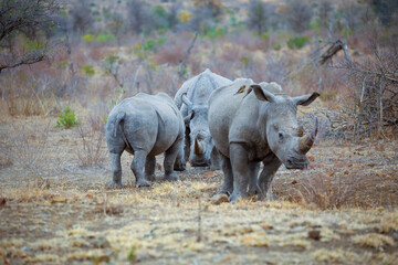 Fototapeta premium Nashörner in Südafrika