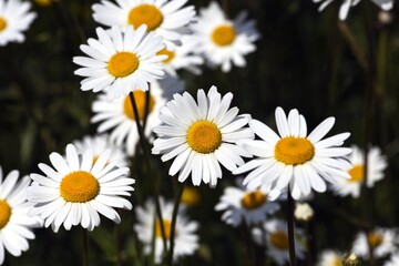 Fototapeta premium Blooming daffodils in spring Lombardy Italy Europe