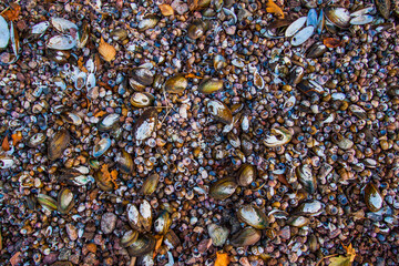 Beach and seashells