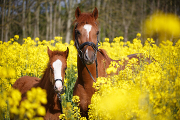 Ponyfohlen im Raps