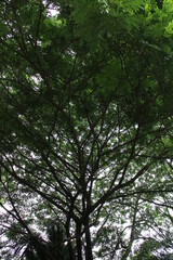 Rain Tree in the garden