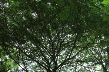 Rain Tree in the garden