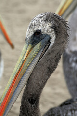 A pelican in the Ballestas isles near Paracas on the southern coast of Peru South America
