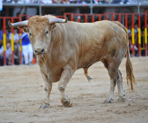 bull