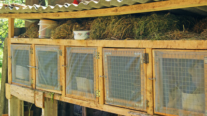 Cages for rabbits on the farm