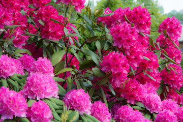Rhododendrons