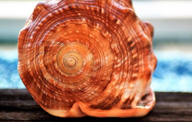 Sea shell macro texture 