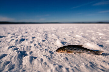 Fish in the snow