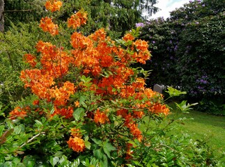 Rhododrendren im Park