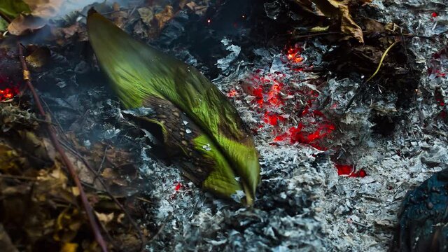 Timelapse loopable video of a burning and rebirthing large green leaf in the ashes of a big pile of leaves and twigs in autumn in 4k 3840 pixels and in 24fps