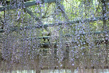 唐津城の藤棚、