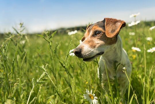 Hund sitzt in einer Blumenwiese - Jack Russell Terrier 10 Jahre alt