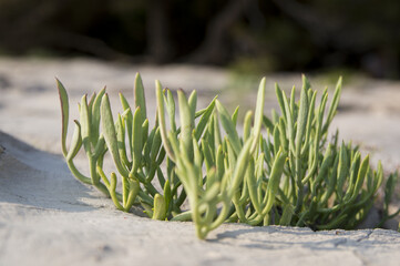 Rock Samphire, Sea fennel (Crithmum maritimum)