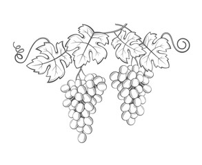 image of grapes with bunches and leaves