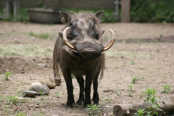 Warthog Front View