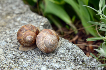Weinbergschnecke auf Gartenmauer 8