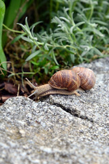 Weinbergschnecke auf Gartenmauer 12